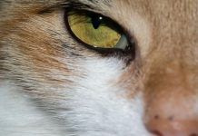 tratamientos naturales para cistitis en gatos