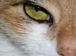 tratamientos naturales para cistitis en gatos