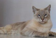 trombocitopenia en gatos