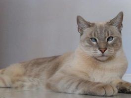 trombocitopenia en gatos