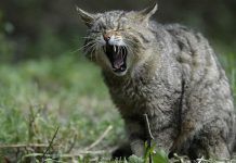urolitiasis en gatos
