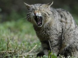 urolitiasis en gatos