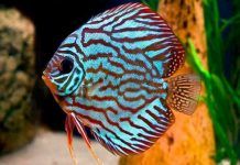 peces más bonitos del mundo