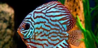 peces más bonitos del mundo