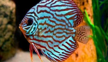 peces más bonitos del mundo