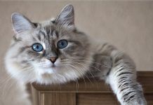 carcinoma de células escamosas en gatos