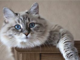 carcinoma de células escamosas en gatos