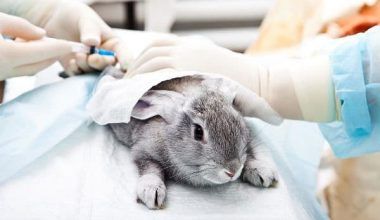 coccidiosis en conejos