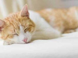 como saber si un gato está enfermo