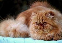 convulsiones en gatos