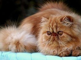 convulsiones en gatos