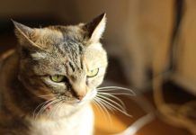distemper en gatos