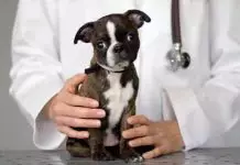 ehrlichiosis en perros