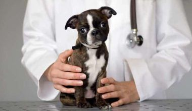 ehrlichiosis en perros