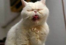 envenenamiento en gatos