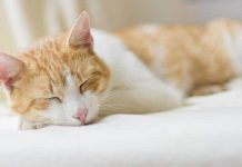 epilepsia en gatos
