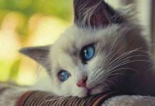 eutanasia en gatos