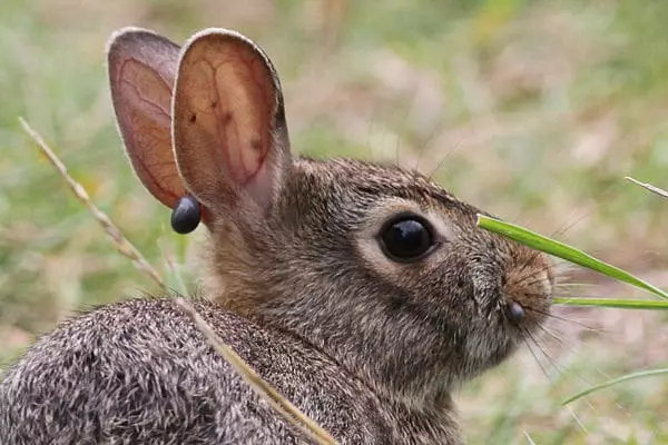 garrapatas en conejos