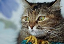haemobartonella en gatos