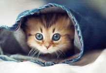 juguetes para gatos hechos en casa