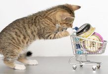 lipidosis hepática en gatos