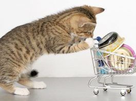 lipidosis hepática en gatos