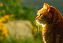 neumonia en gatos