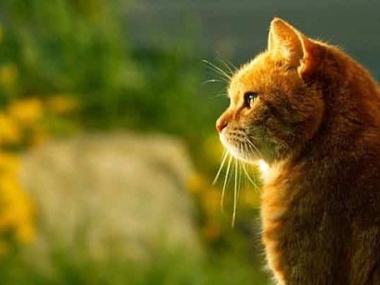 neumonia en gatos