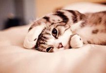 otitis en gatos