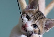 paracetamol en gatos