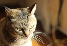 peritonitis en gatos