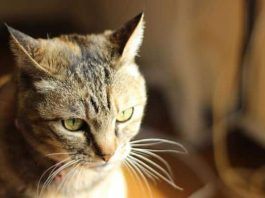 peritonitis en gatos