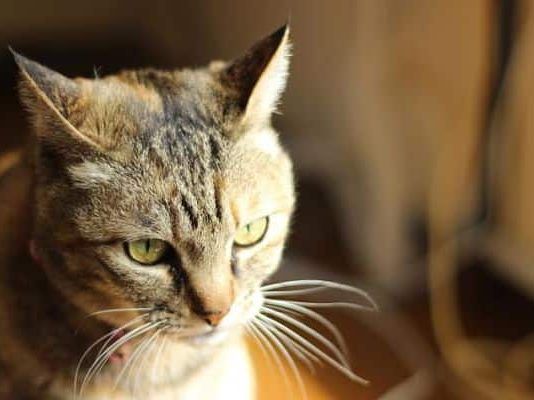 peritonitis en gatos