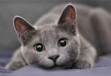 piojos en gatos