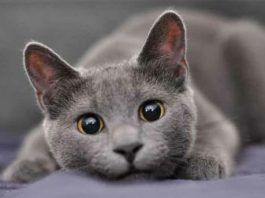 piojos en gatos