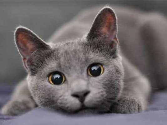 piojos en gatos