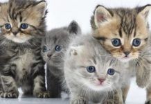 pulgas en gatos bebés
