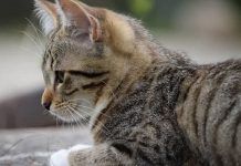 roña en gatos