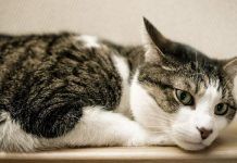 síntomas de leucemia en gatos
