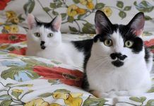 tipos de parásitos en gatos