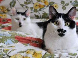 tipos de parásitos en gatos