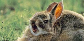 agresión en los conejos