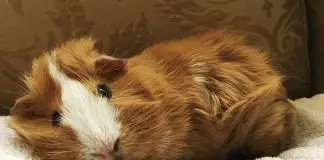 esterilización en cobayas