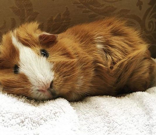 esterilización en cobayas