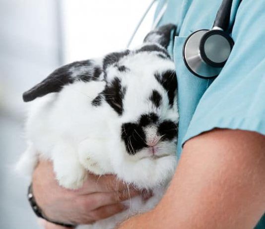 Parásitos en Conejos