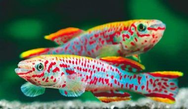 peces de agua dulce