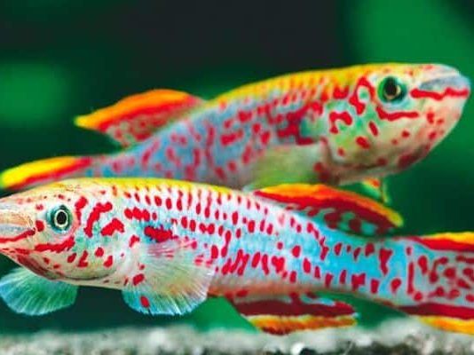 peces de agua dulce