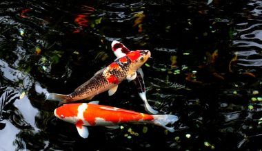 peces Koi