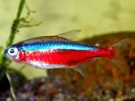 Peces Tetra