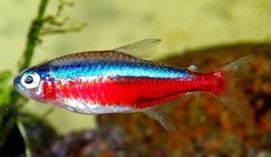 Peces Tetra